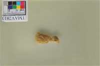 藏品(麻雀)的圖片